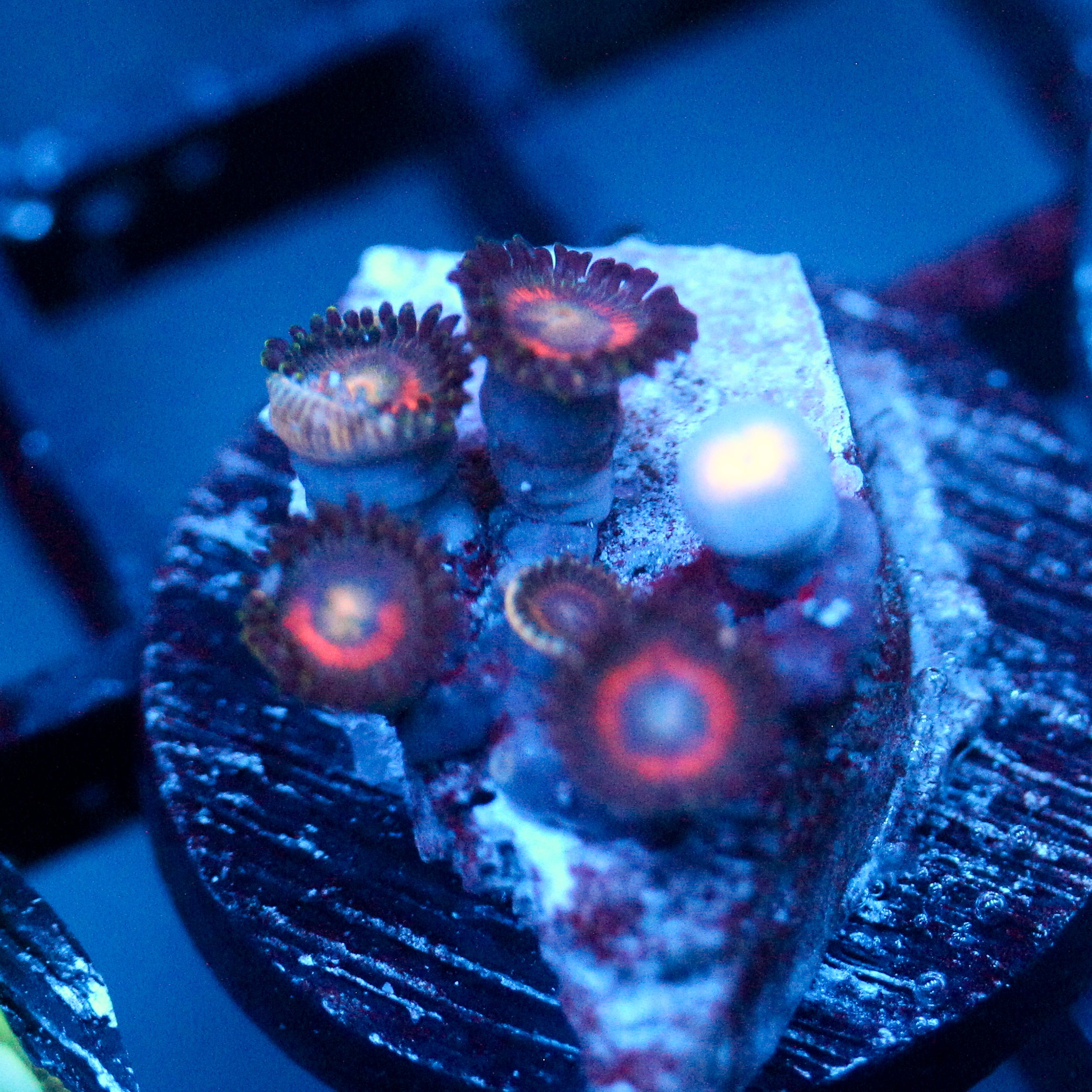 JC Evil Eye Zoanthid