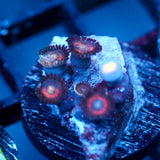 JC Evil Eye Zoanthid