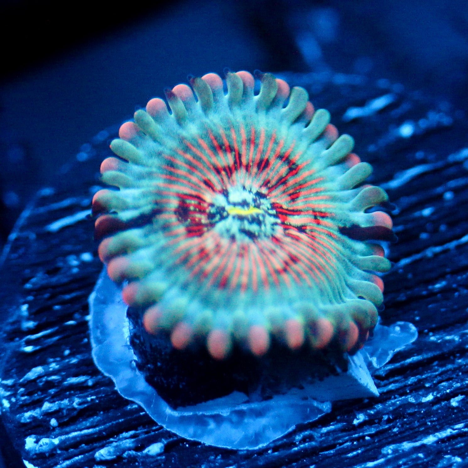 JC White Zombies Zoanthid
