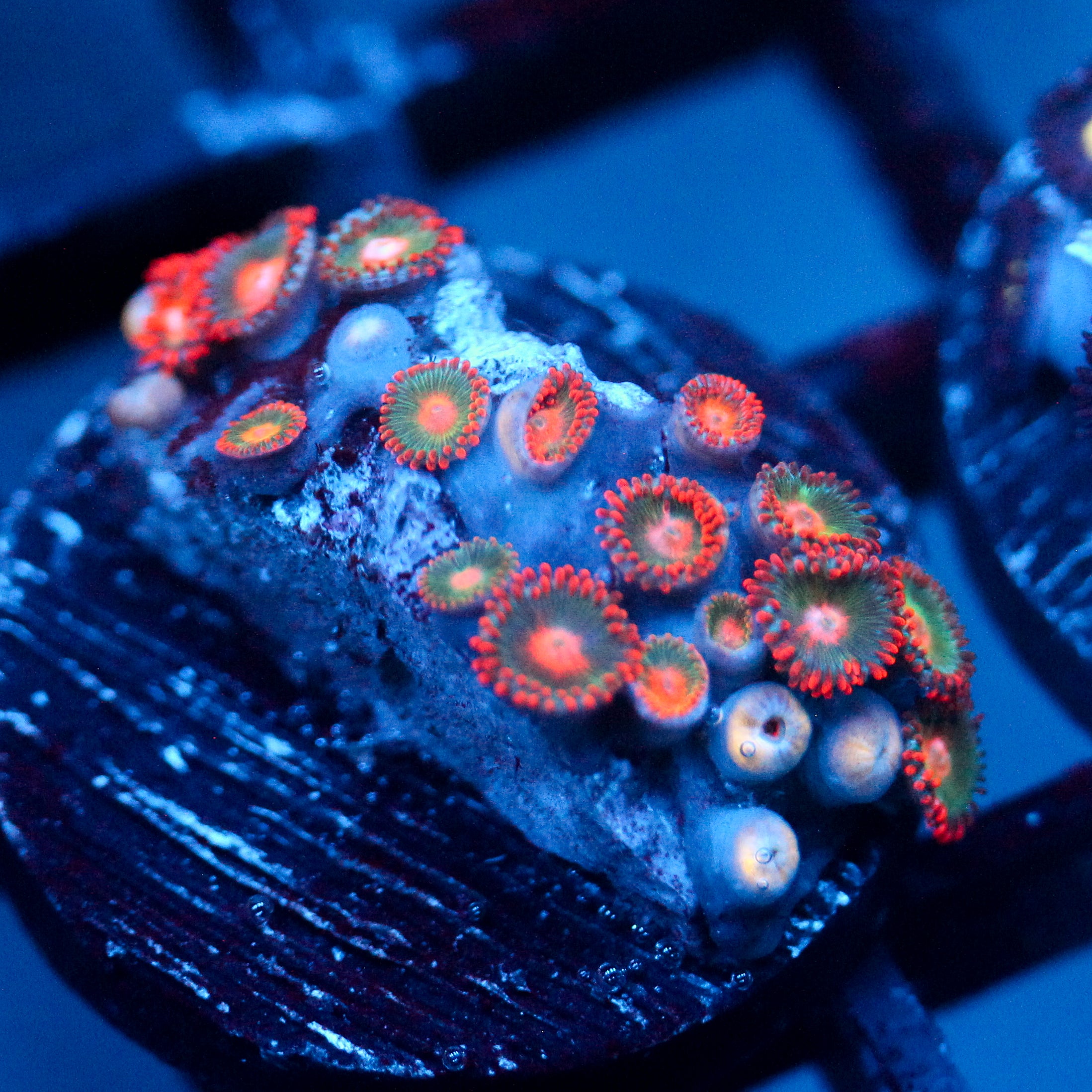 JC Gatorade Zoanthids