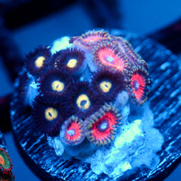 JC Terrorizer Zoanthid Mix