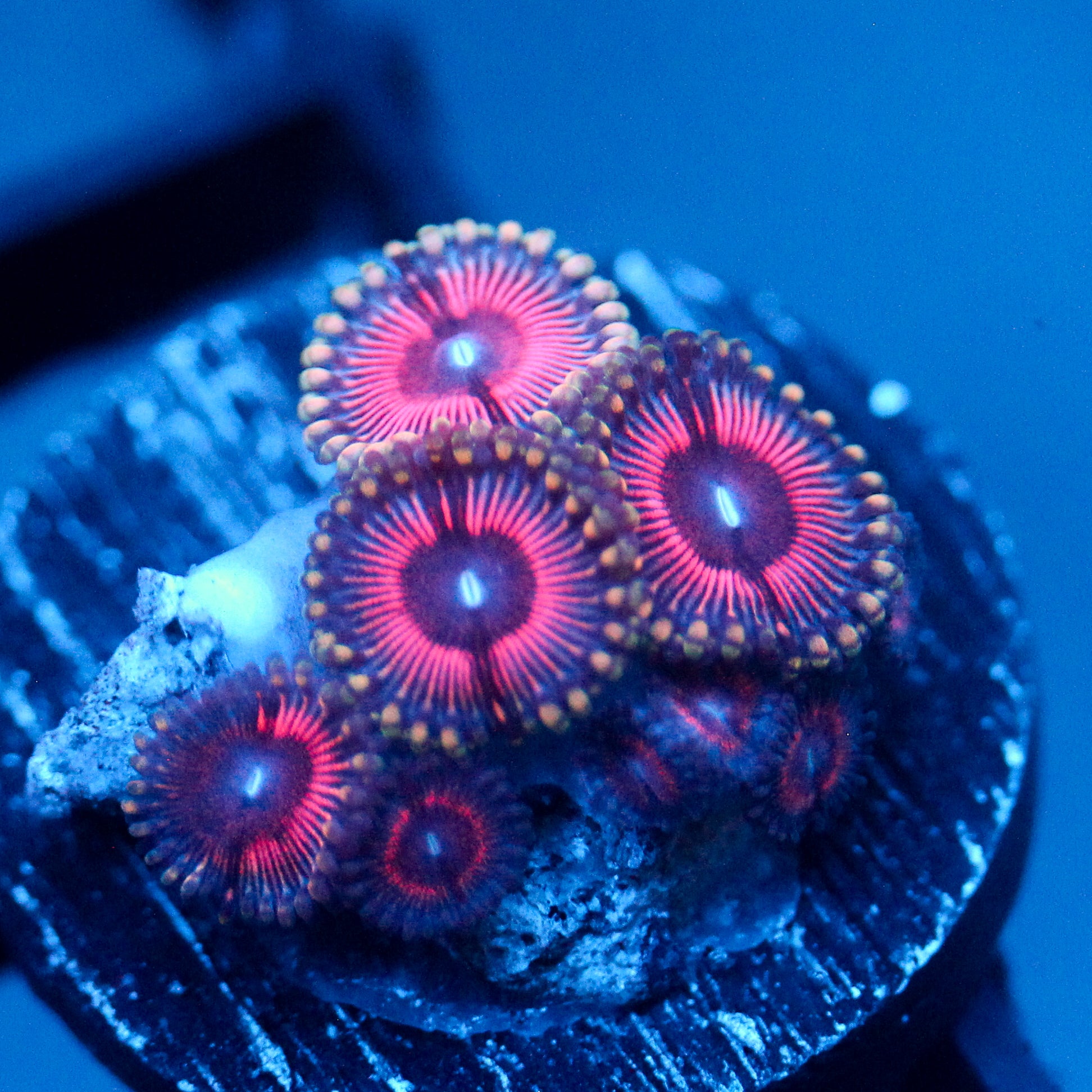 JC Pink Insanity Zoanthid
