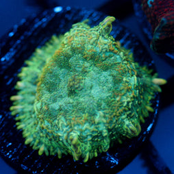 JC Lush Biome Rhodactis