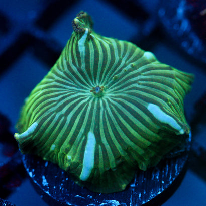JC Blue Streak Watermelon Rind Discosoma