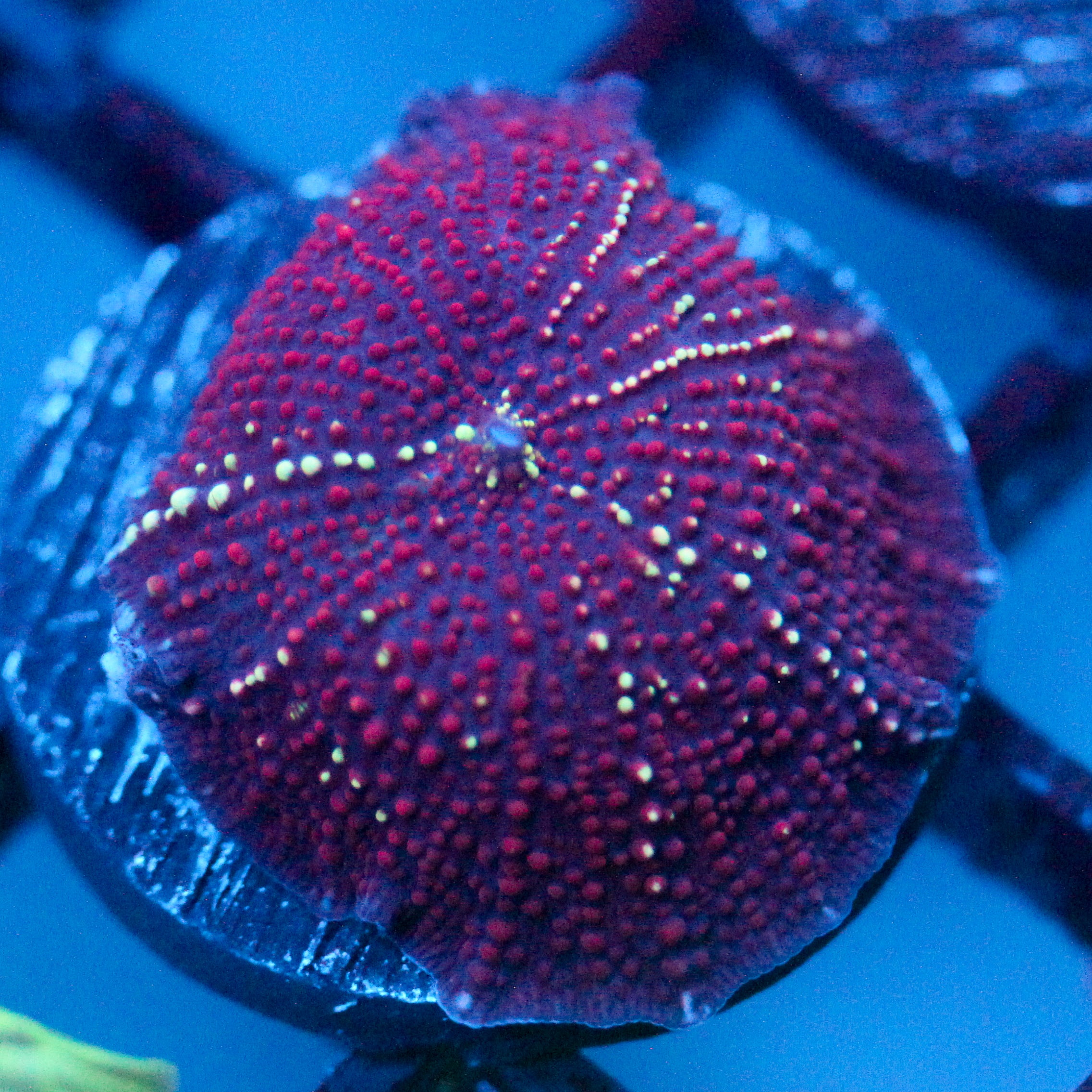 JC Stella Discosoma