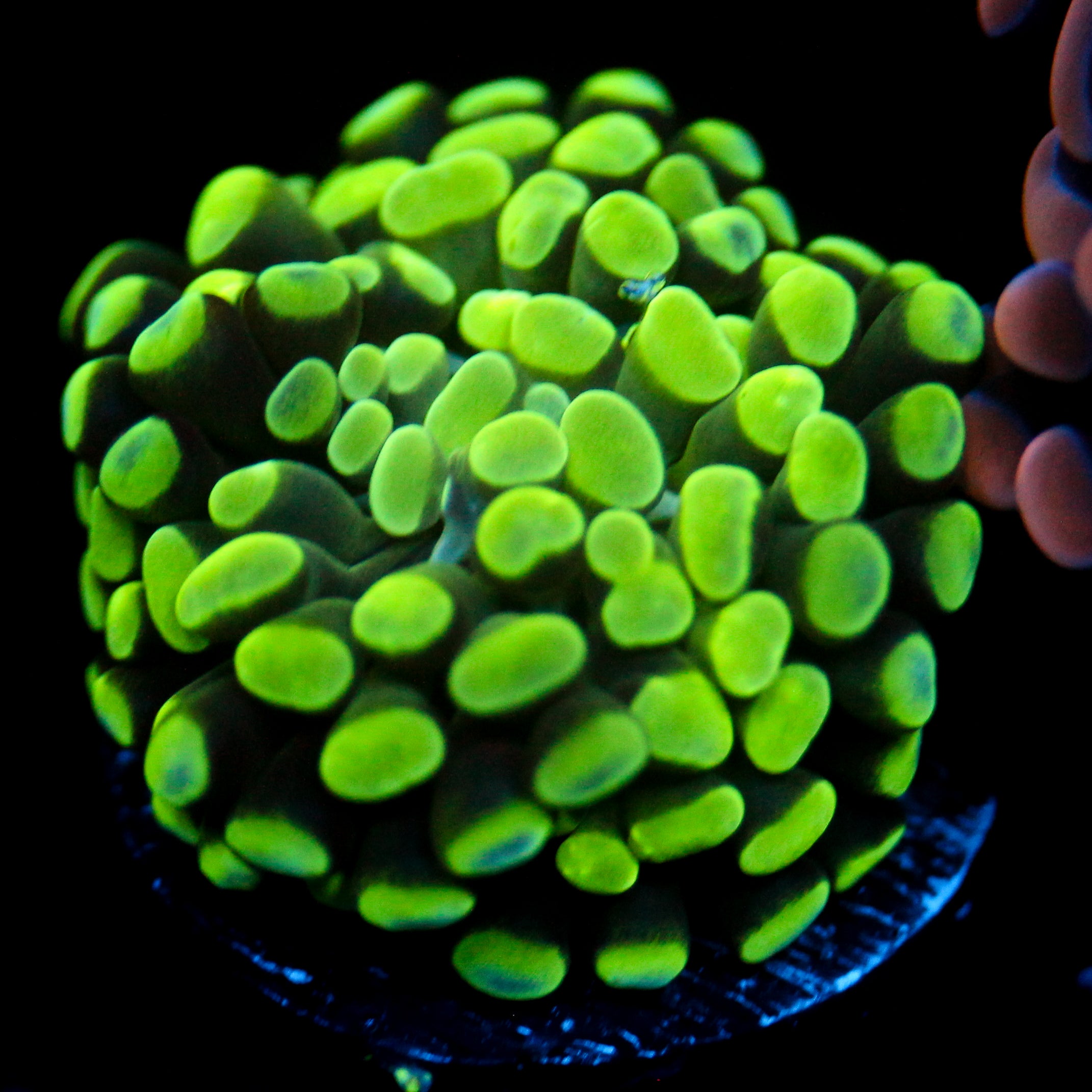JC Neon Splatter Hammer