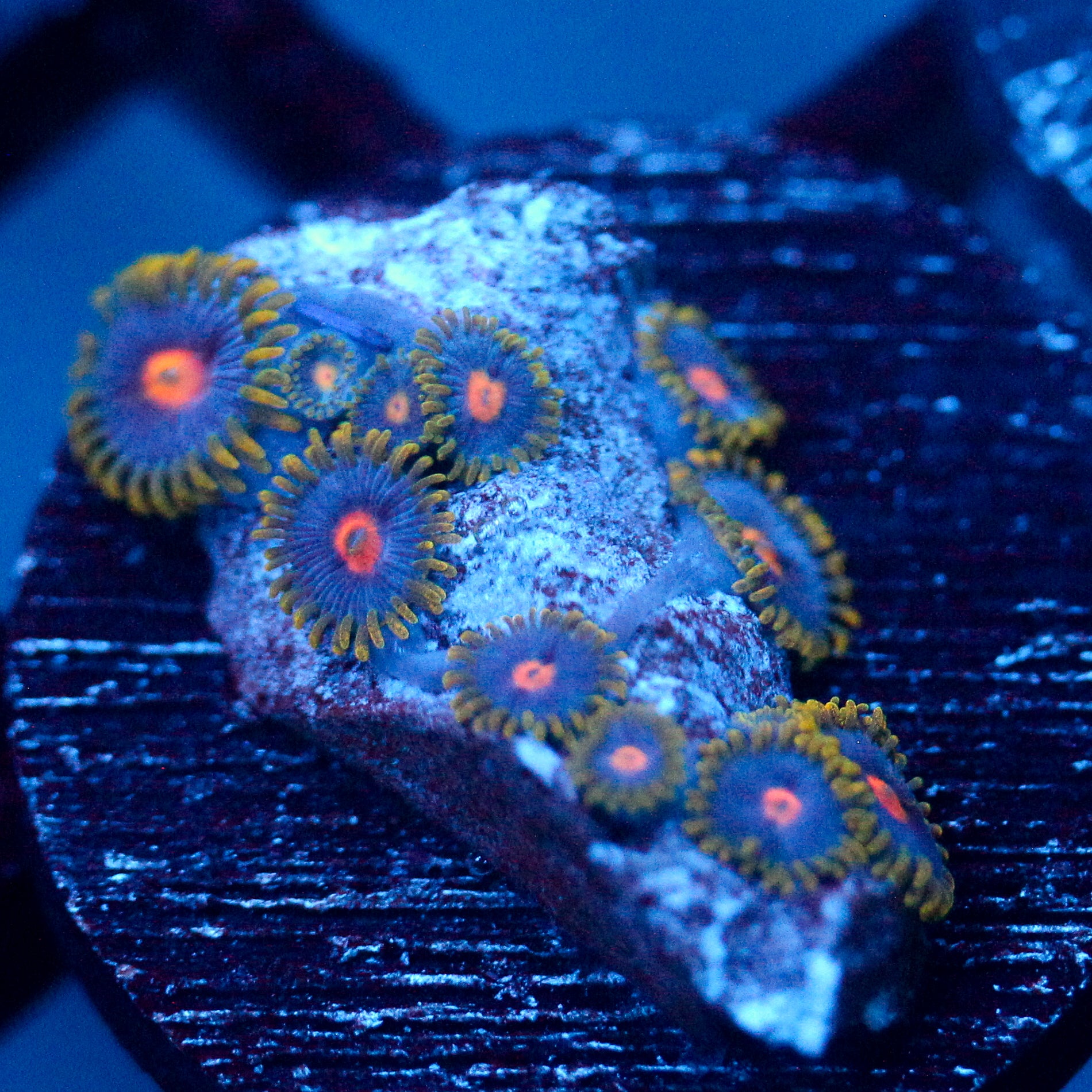 JC Gold Burn Zoanthid