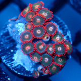 JC Gatorade Zoanthids