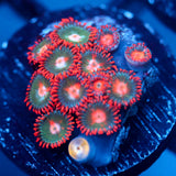 JC Gatorade Zoanthids