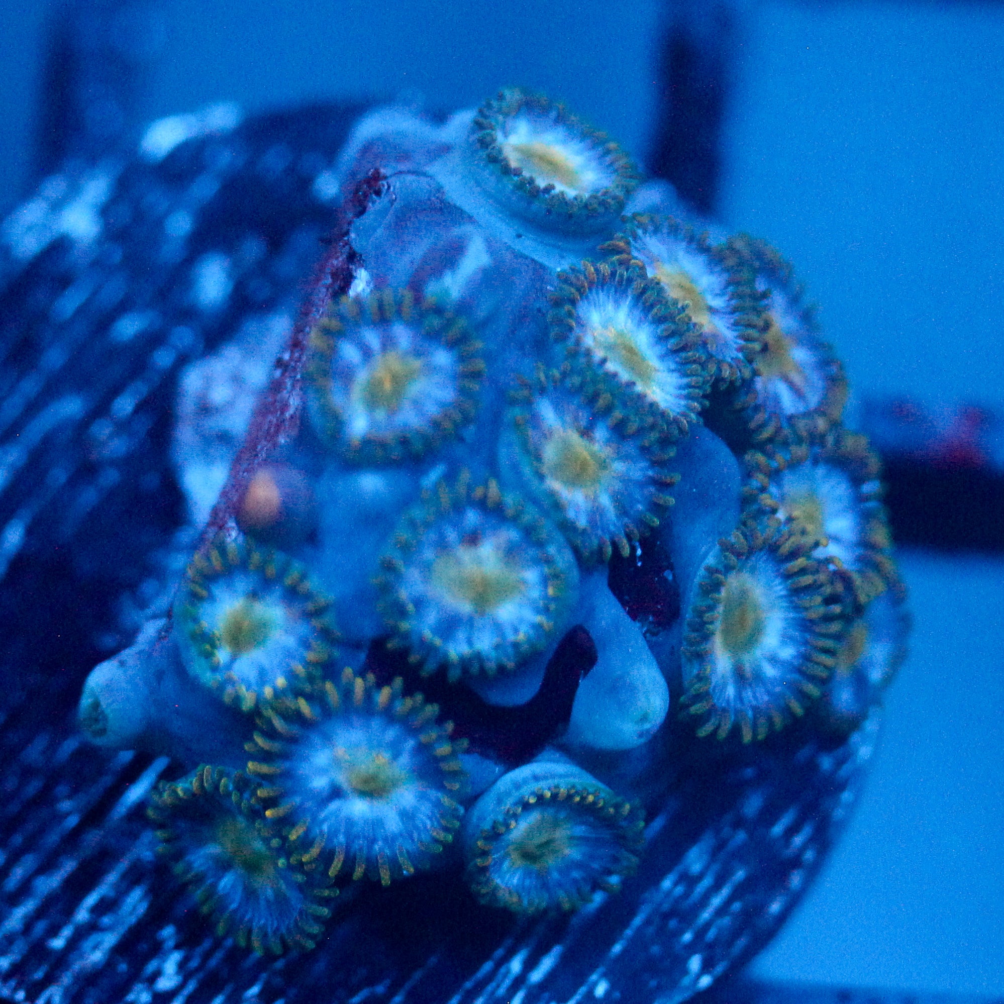 JC Saturn Zoanthid