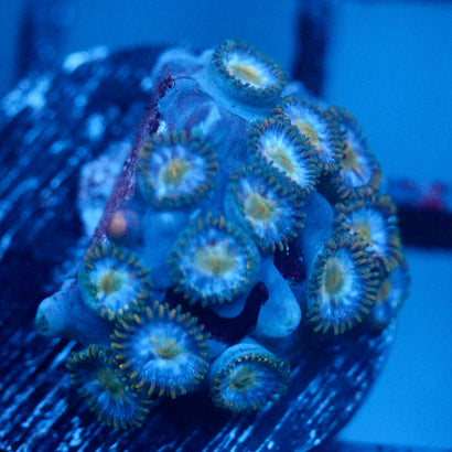 JC Saturn Zoanthid