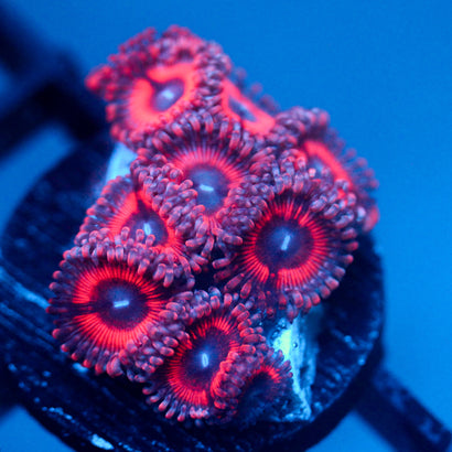 JC Pink Insanity Zoanthid