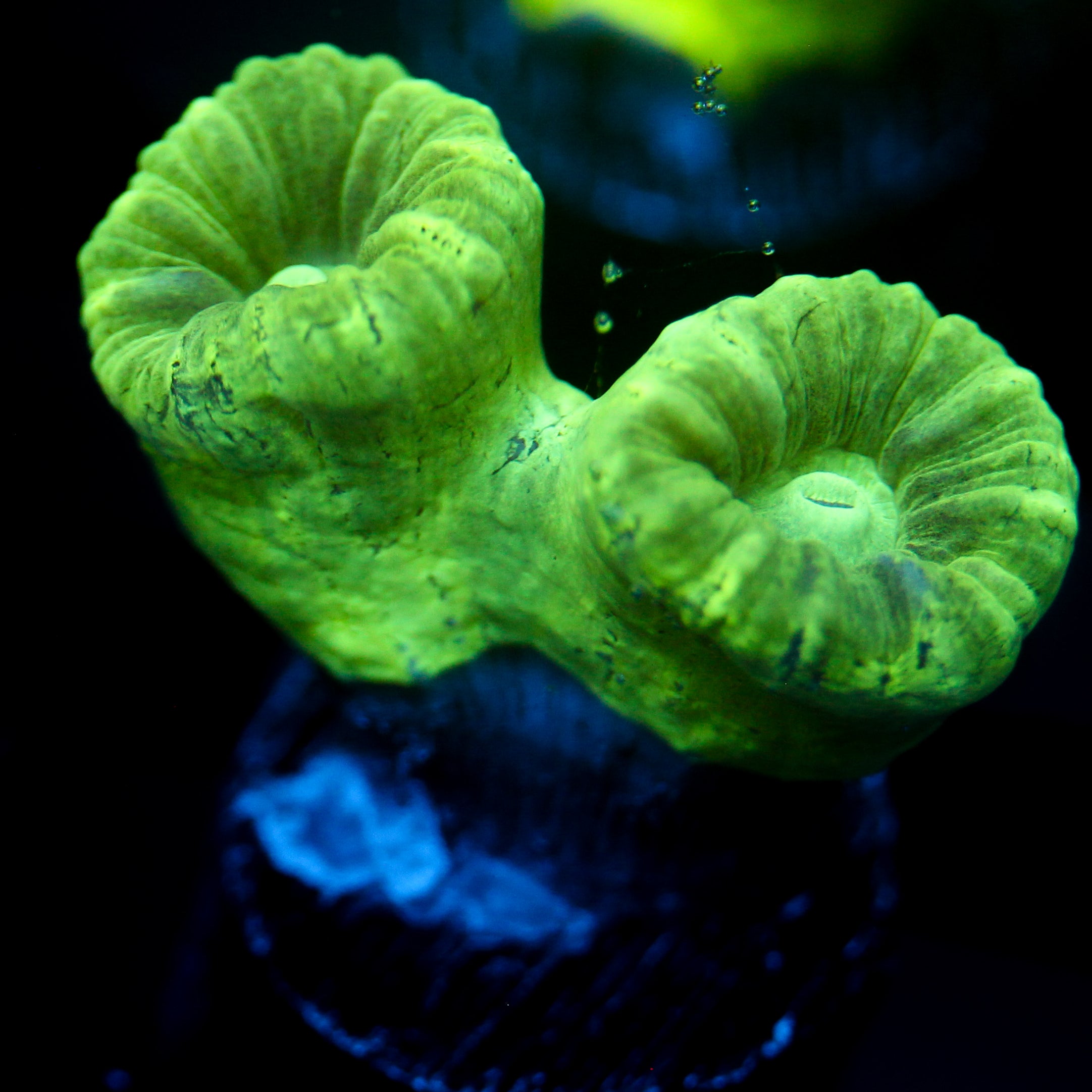 JC Green Trumpet