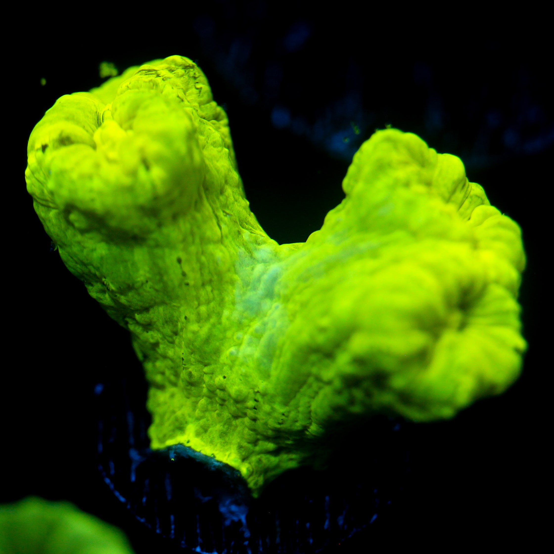 JC Neon Green Trumpet
