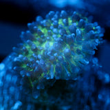 JC Fuzzy Mushroom