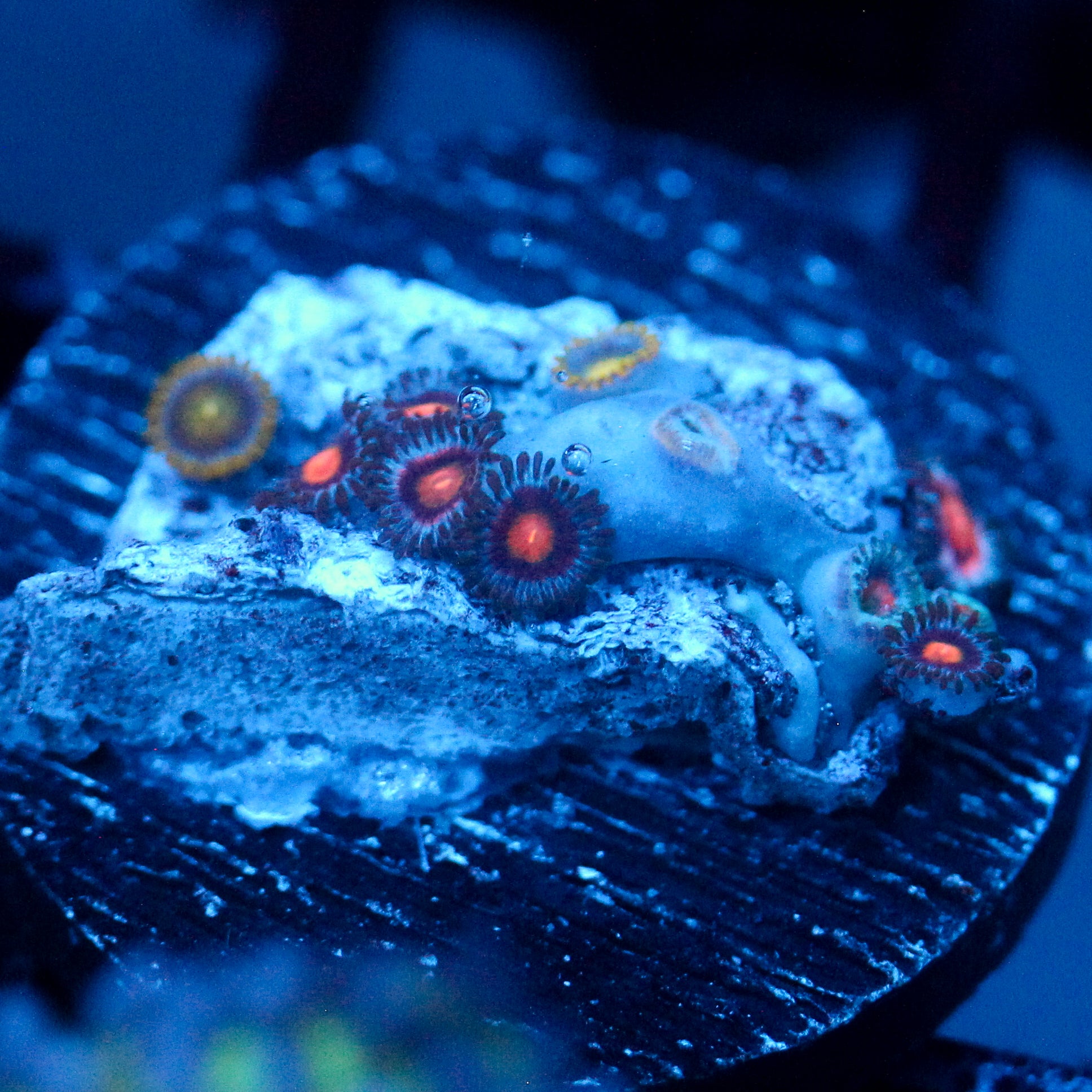 JC Gold Burn Zoanthid