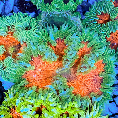 JC Ultra Rock Flower Anemone