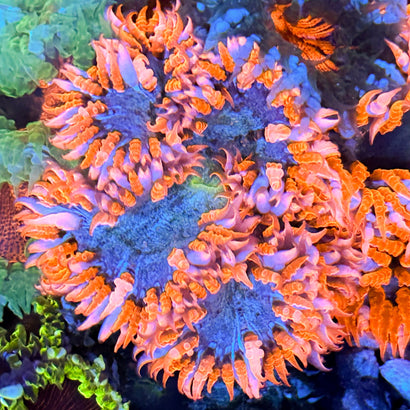 JC Ultra Rock Flower Anemone