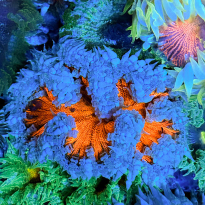 JC Ultra Rock Flower Anemone