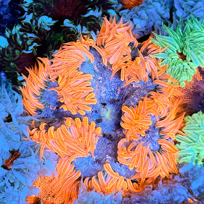 JC Ultra Rock Flower Anemone