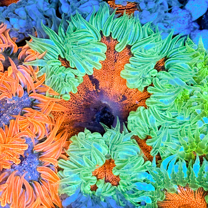 JC Ultra Rock Flower Anemone