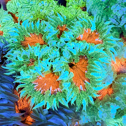 JC Ultra Rock Flower Anemone