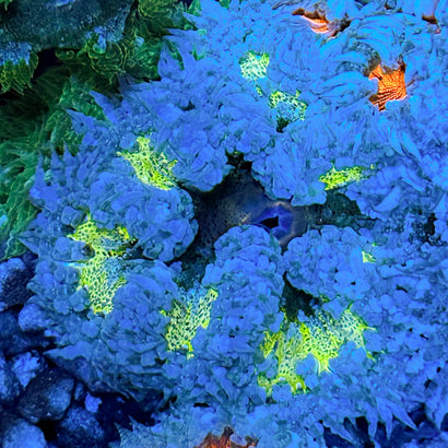 JC Ultra Rock Flower Anemone