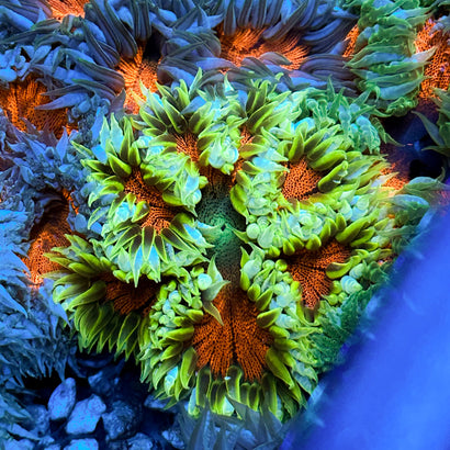 JC Ultra Rock Flower Anemone