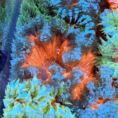 JC Ultra Rock Flower Anemone