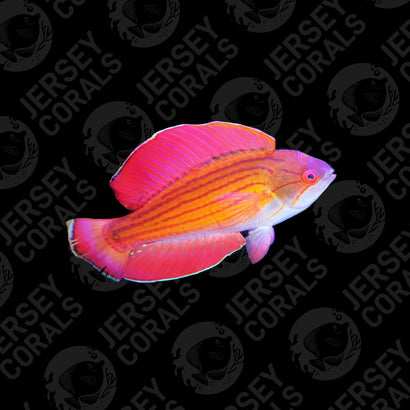 Red Sea Eight Line Flasher Wrasse