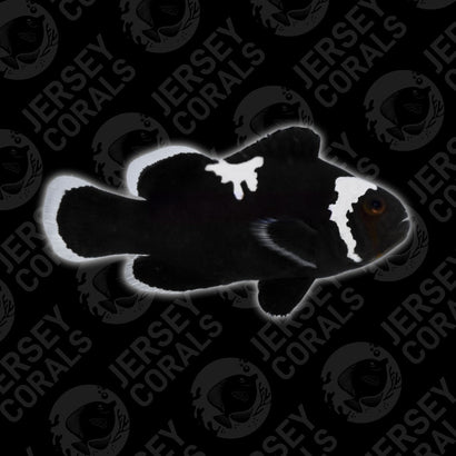 Bali Aquarich Midnight Lightning