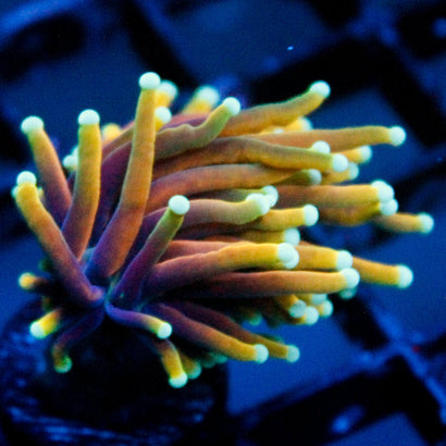 JC Kaleidescope