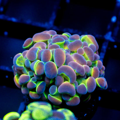 JC Ultra Hologram Hammer