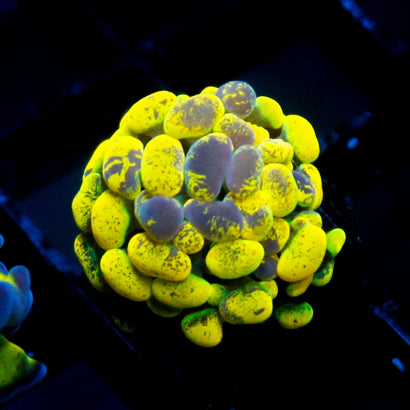 JC Yellow Splatter Hammer