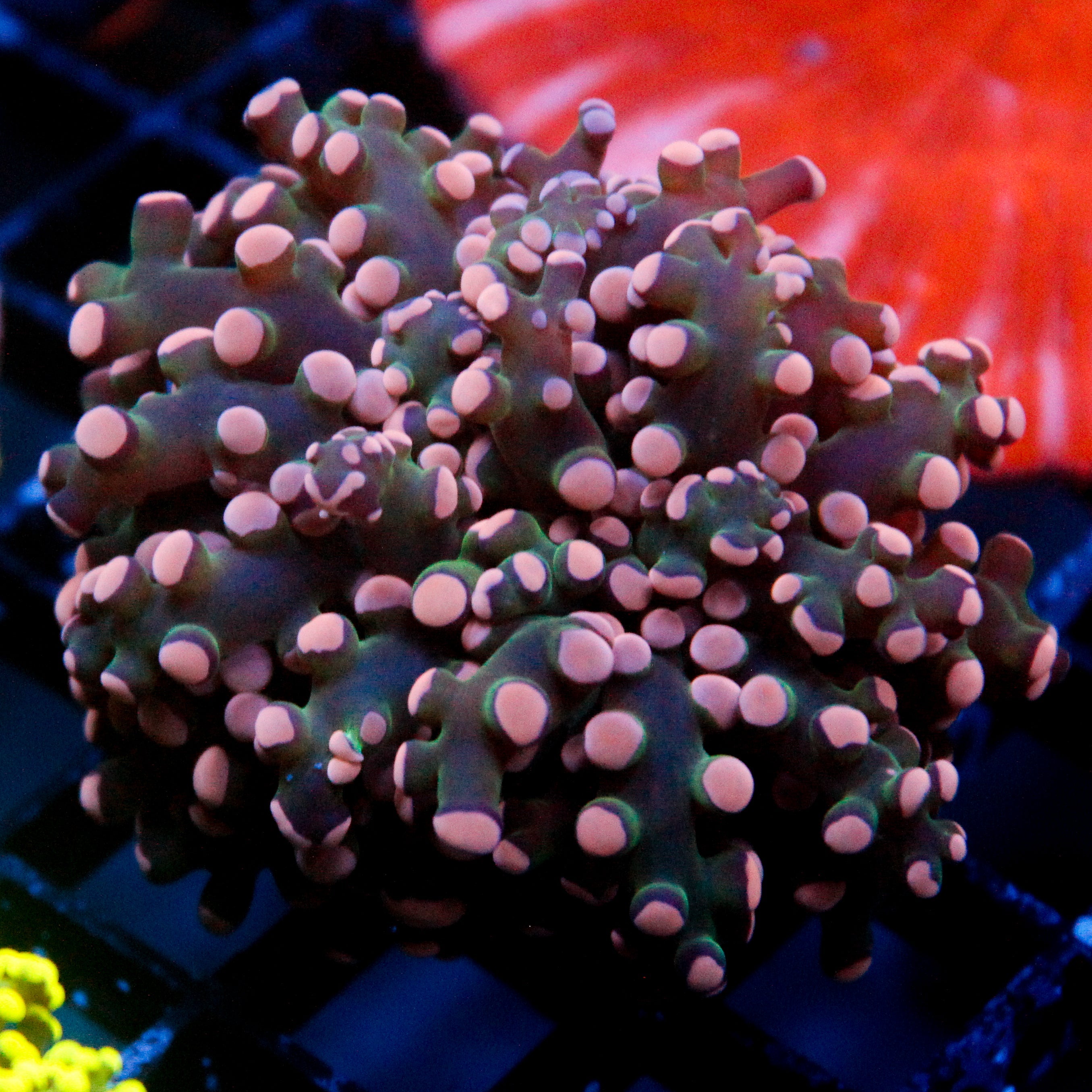 JC Pink Tip Octo
