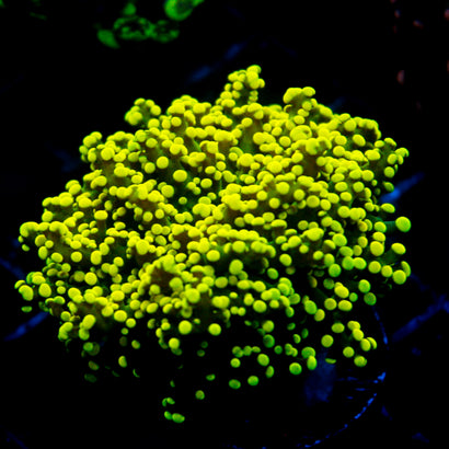 JC Neon Yellow Octo