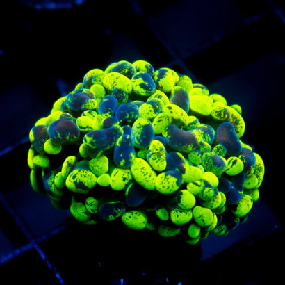 JC Ultra Splatter Hammer