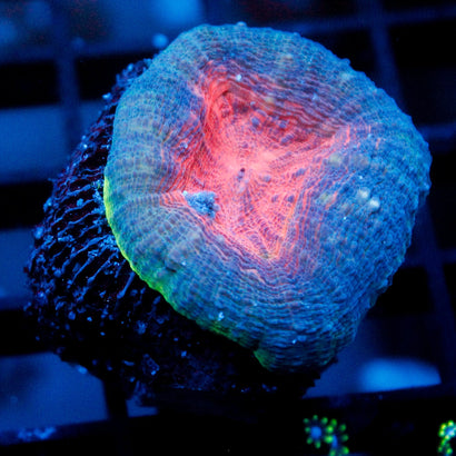 JC Blue Agave Lobophyllia