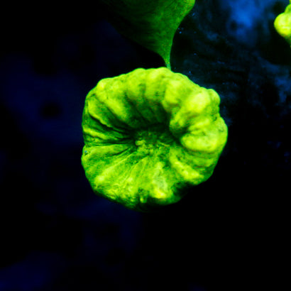 JC Trumpet Coral