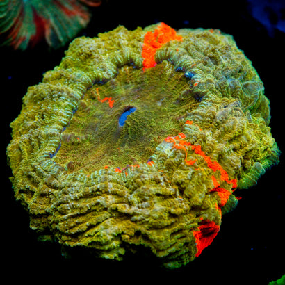 JC Bleeding Apple Acanthophyllia