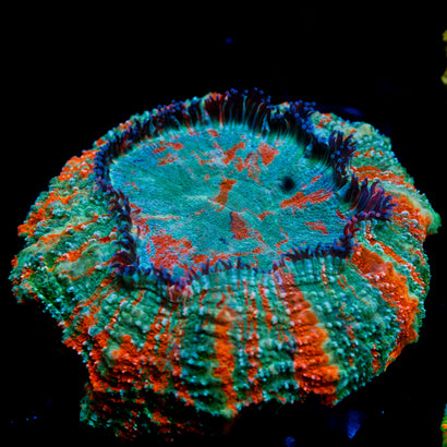 JC Bleeding Apple Acanthophyllia