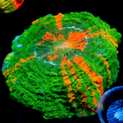 JC Bleeding Apple Acanthophyllia