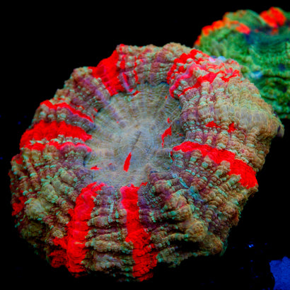 JC Warpaint Acanthophyllia