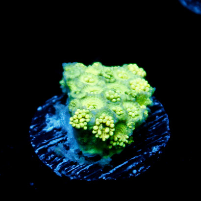 JC Rainbow Yellow