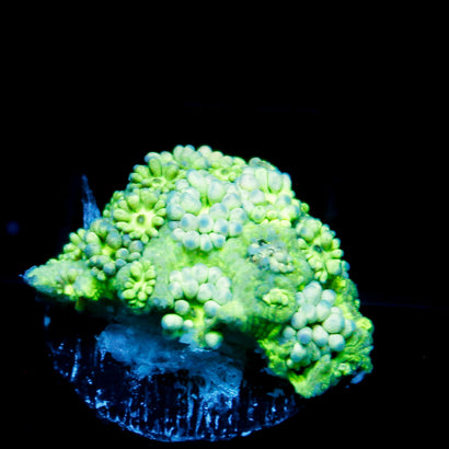 JC Rainbow Green