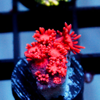 JC Red Kraze Goni