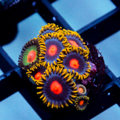 Gatorade Zoa