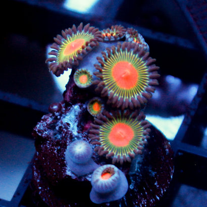 JC Alien Blood Zoa