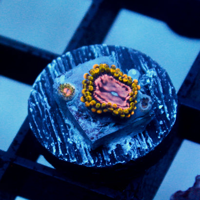 JC Purple Monster