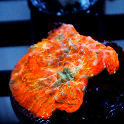 JC Orange Kraze